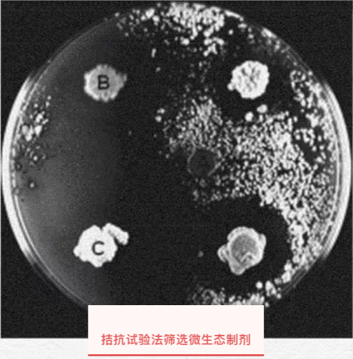 微生态制剂的作用可不“微”,如何根据它的作用机理来选产品呢？(图9)