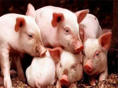 猪场必备！猪只常见细菌性腹泻病因及综合防治方案
