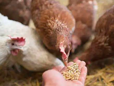 夏季肉鸡采食量下降有哪些原因？该如何应对？