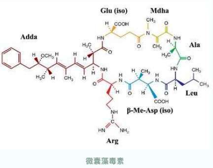 异常水色——蓝藻水分析与处理(图4)