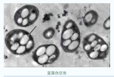 异常水色——蓝藻水分析与处理(图3)