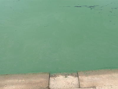 异常水色——蓝藻水分析与处理