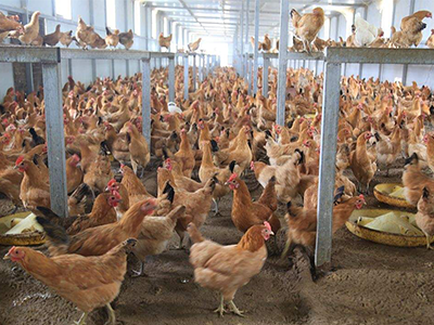 鸡坏死性肠炎，我们该如何防控？