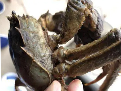 【虾蟹专题】高温至白露阶段，虾蟹养殖需重点关注这两个问题！