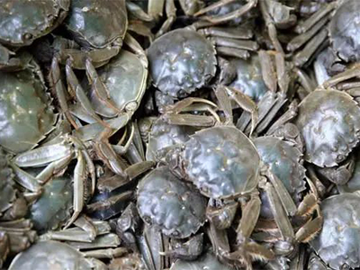 【河蟹专题】为什么最近河蟹五壳总出现软壳蟹?找准原因才能对症解决！