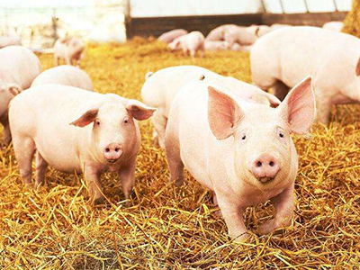 【猪场专题】复合微生态制剂在生猪养殖中的应用