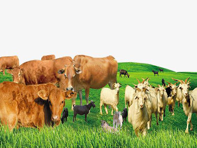 【牛羊专题】反刍动物常见前胃疾病及其防治方法