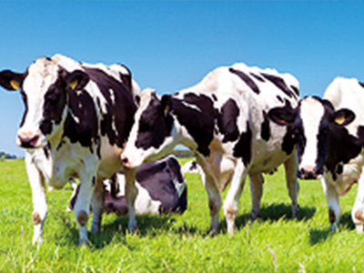 【奶牛专题】春季奶牛护理有讲究，选用奶牛药浴液看这篇就够了！