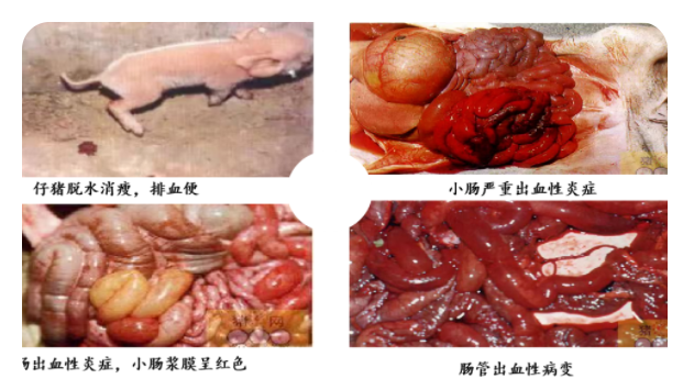 【腹泻专题】猪场常见细菌性腹泻的防治(图5)