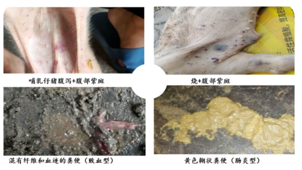 【腹泻专题】猪场常见细菌性腹泻的防治(图6)