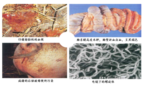 【腹泻专题】猪场常见细菌性腹泻的防治(图7)