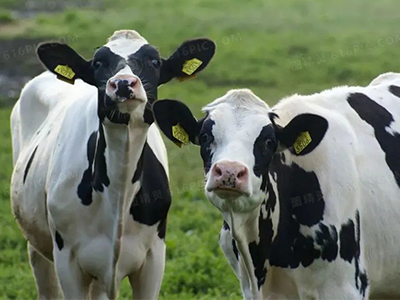 【奶牛专题】奶牛药浴技术及其药浴液选择的常见误区