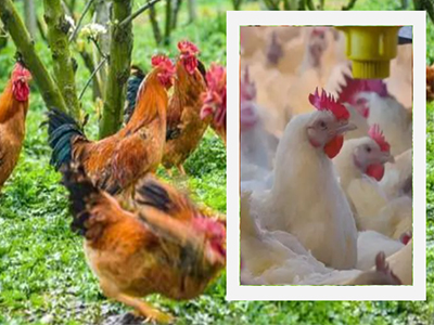 【禽病专题】春季谨防鸡腹水，分析与防控招数全在这里了！