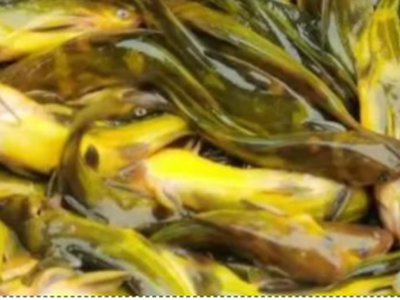 【黄颡鱼专题】春季黄颡鱼病害多发，五大管理要点打好开春第一仗！