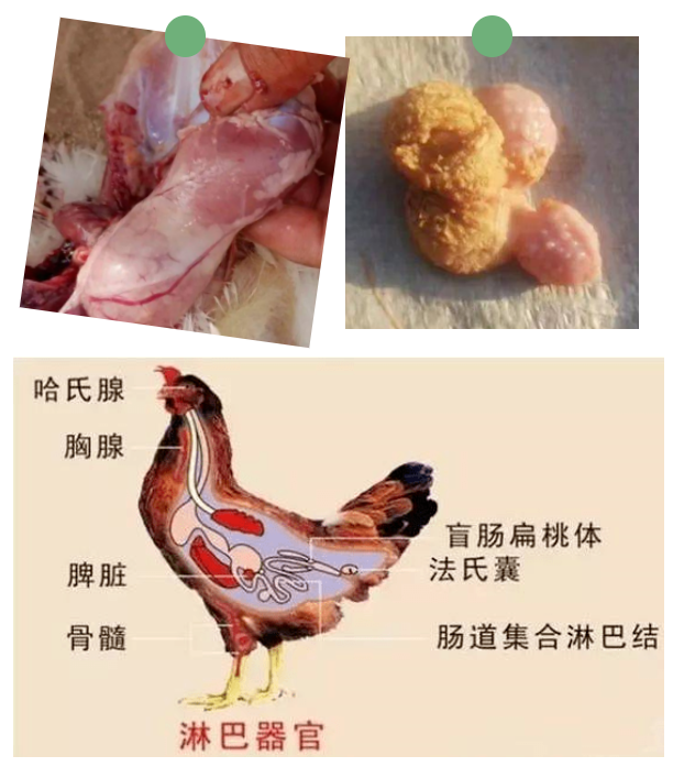 【禽病专题】腺肌胃炎的防控(图7)