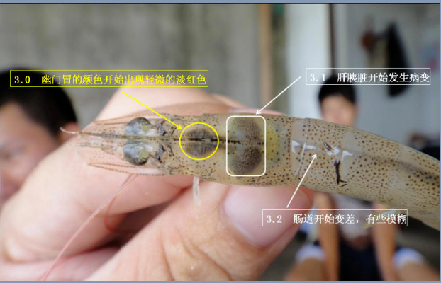 【对虾专题】对虾弧菌别害怕，防控弧菌3步走!(图4)