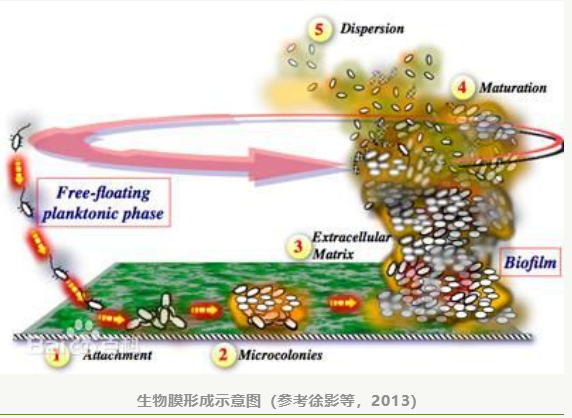 养殖场水线难清理，我们该怎么做呢？(图3)