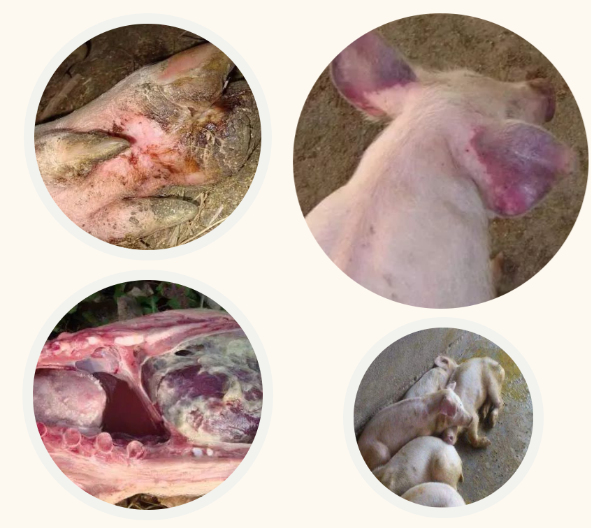【猪场管理专题】秋季常见猪病及其防控策略，建议收藏！(图4)