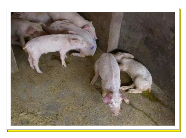 【猪场管理专题】口服补液盐在猪场的妙用(图7)