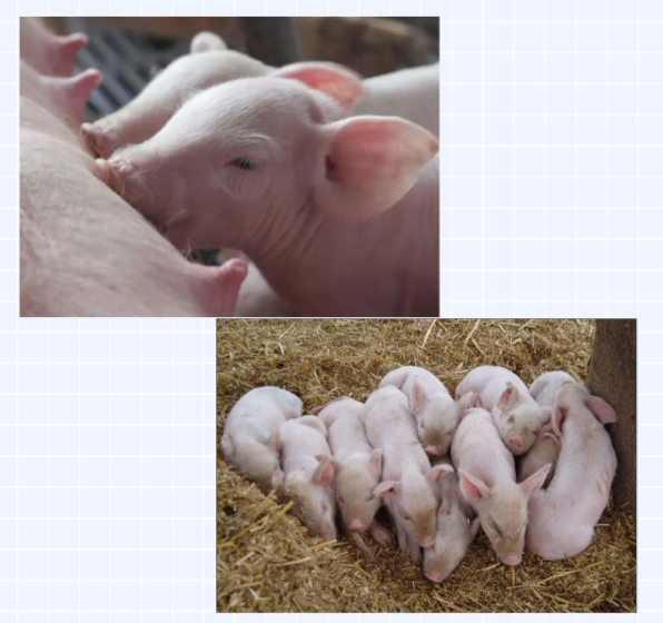 【猪场专题】复合微生态制剂在生猪养殖中的应用(图5)