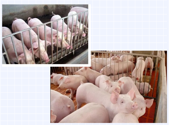【猪场专题】复合微生态制剂在生猪养殖中的应用(图7)